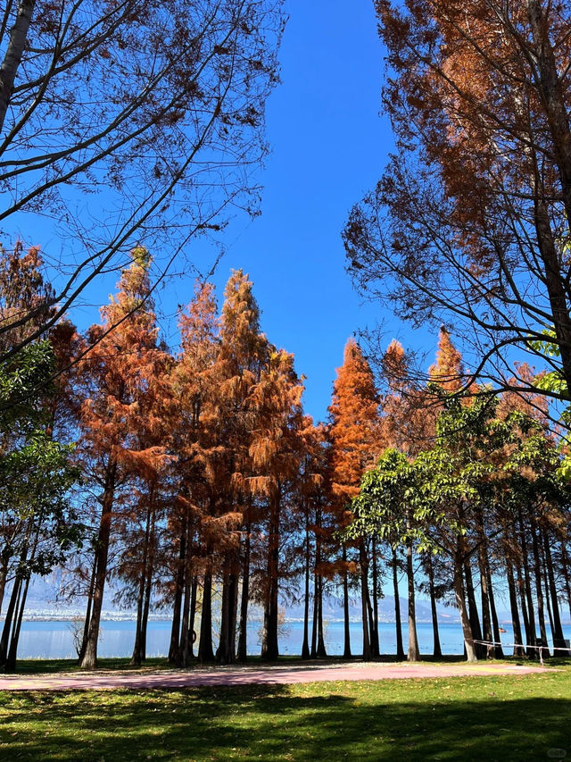 冬日里的大理海舌公園，簡直是人生理想般的美好 ❤️