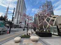 麻布台之丘賞櫻美景
