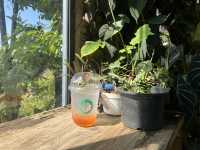 อะคิปุ คาเฟ่เวียงแหง 