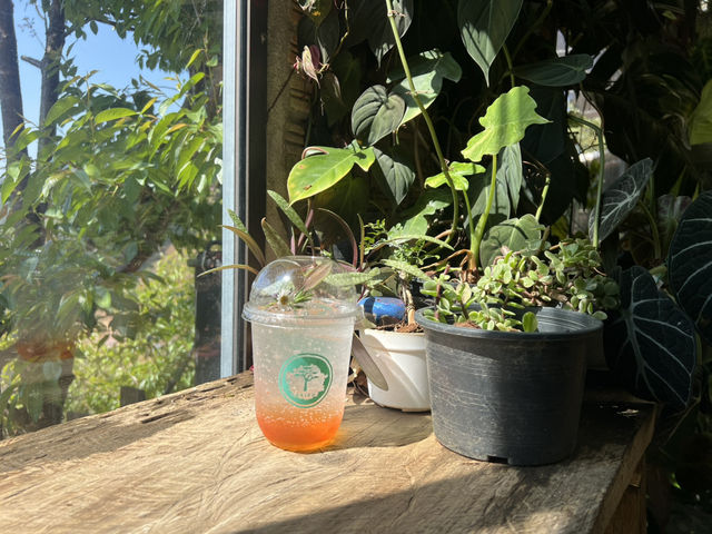 อะคิปุ คาเฟ่เวียงแหง 