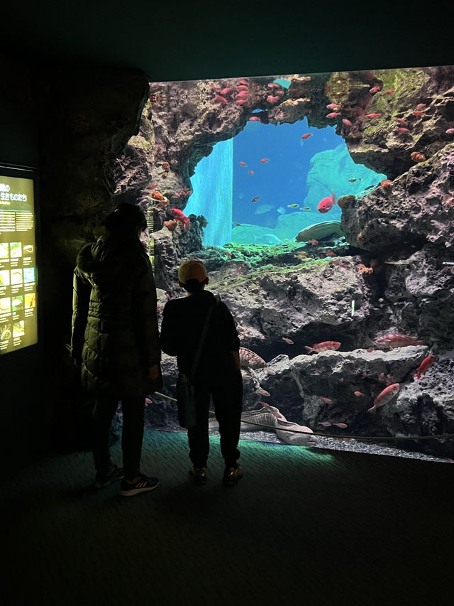 大分　🩵水族館🦭🐬