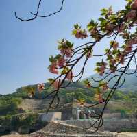 충주댐은 겹벚꽃 명소🌸