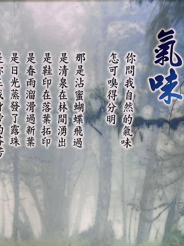 鎏金般耀眼的太平山山毛櫸步道