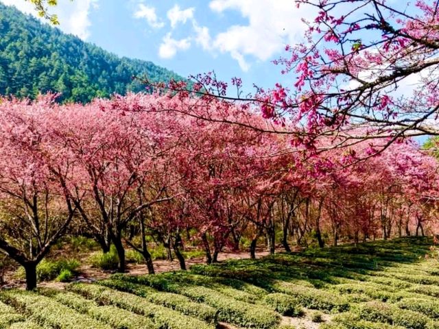 武陵農場，雪霸國家公園下的春櫻浪漫