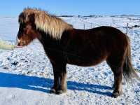 🇮🇸冰島Geysir間歇泉與可愛冰島馬之旅🐴✨