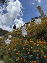 Beautiful & Relaxing Visit to Cameron Highland Flora Park
