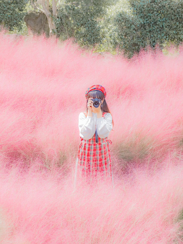 핑크 뮬리 보러 가기 좋은 제주 여행지💖