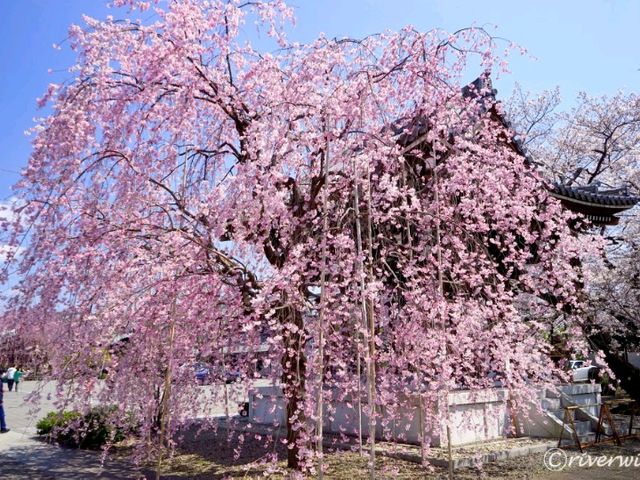 【東京】隠れた桜の名所！「諏訪山　吉祥寺」