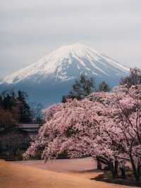 避開人潮，解鎖富士山櫻花季的隱藏玩法！