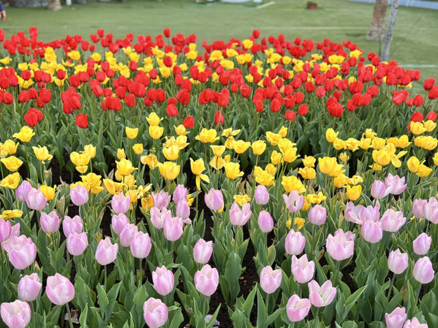 鬱金香花園