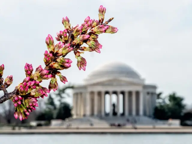 Catch the Cherry Blossoms in full Bloom Next Week in Tidal Basin
