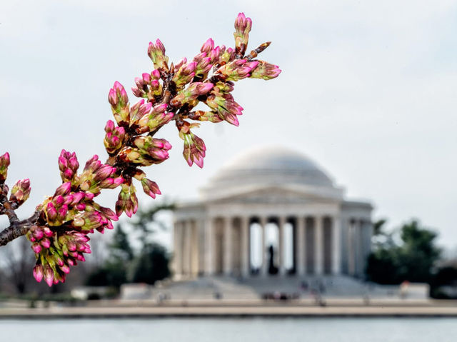 Catch the Cherry Blossoms in full Bloom Next Week in Tidal Basin