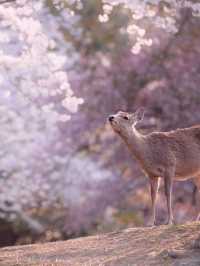 Chasing Sakura at Nara Deer Park