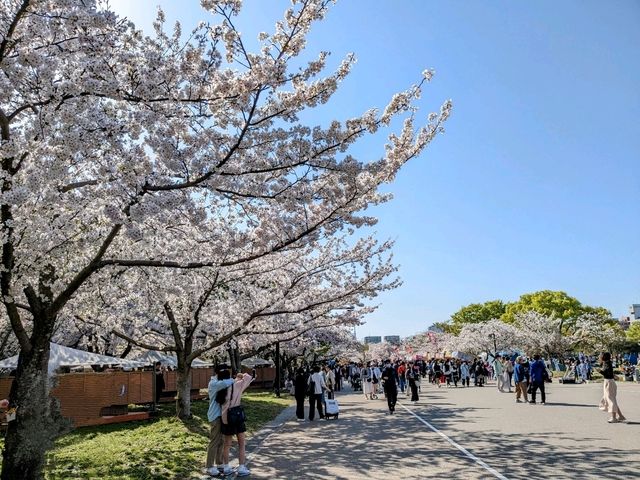 福岡舞鶴公園，市區內最便捷的賞櫻景點