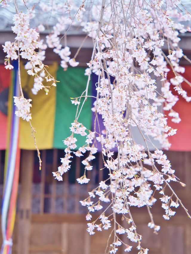 【岐阜】行かなきゃ損‼️樹齢200年のしだれ桜は圧巻🤩穴場すぎる！