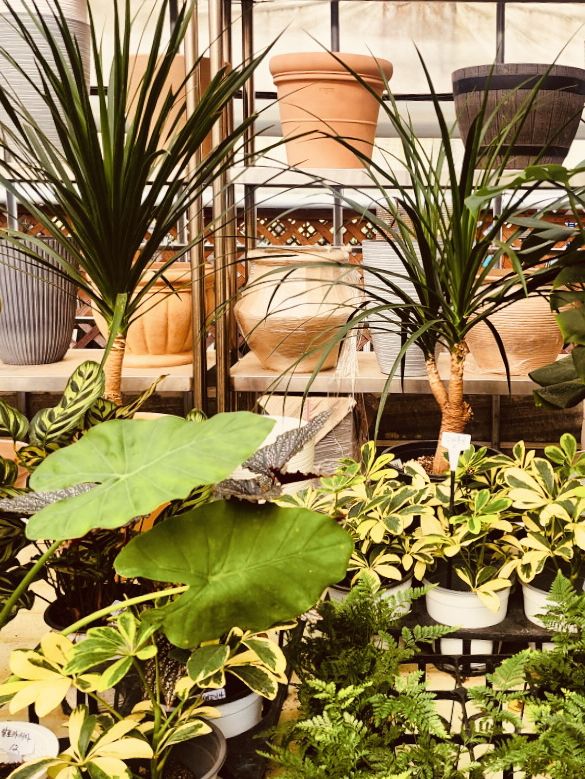 A Unique Garden Experience 🛶🌺 