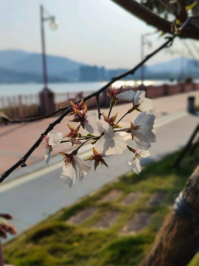 大埔 賞櫻