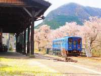 Chasing Sakura at Wakasa Station