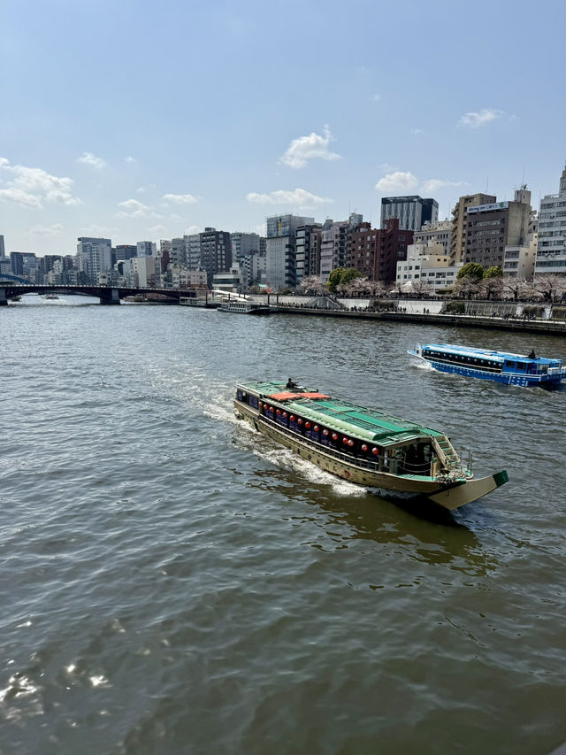 Full Bloom! Spring at Sumida River Walk🌸