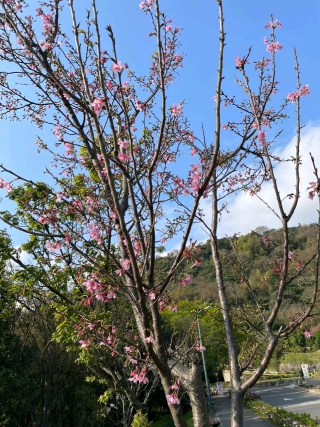 양명산 꽃시계