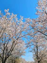남양주 한적한 벚꽃 스팟!🌸