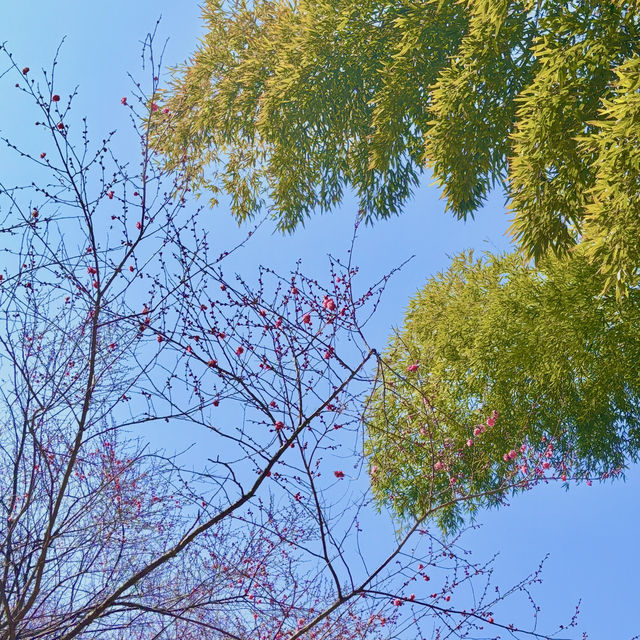 광양 매화축제