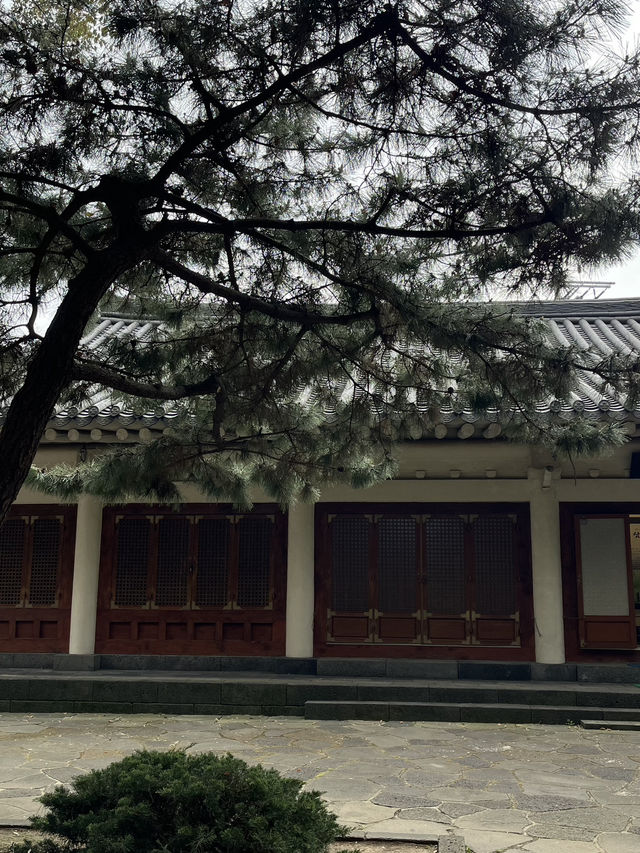 제주도 벚꽃 늦기전에 여기 가세요!