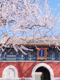 Spring Blossom Map of Beijing 🌸
