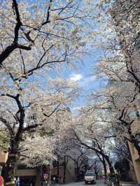 Full Bloom! Spring at Ark Hills🌸