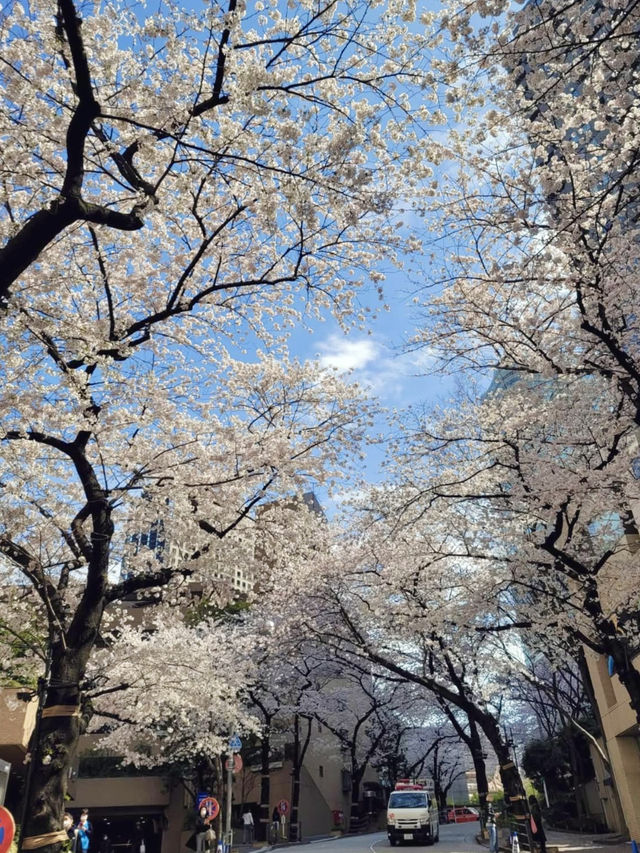 Full Bloom! Spring at Ark Hills🌸