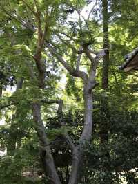 【青岸寺の苔の庭で深呼吸をしませんか。滋賀県　米原市 】