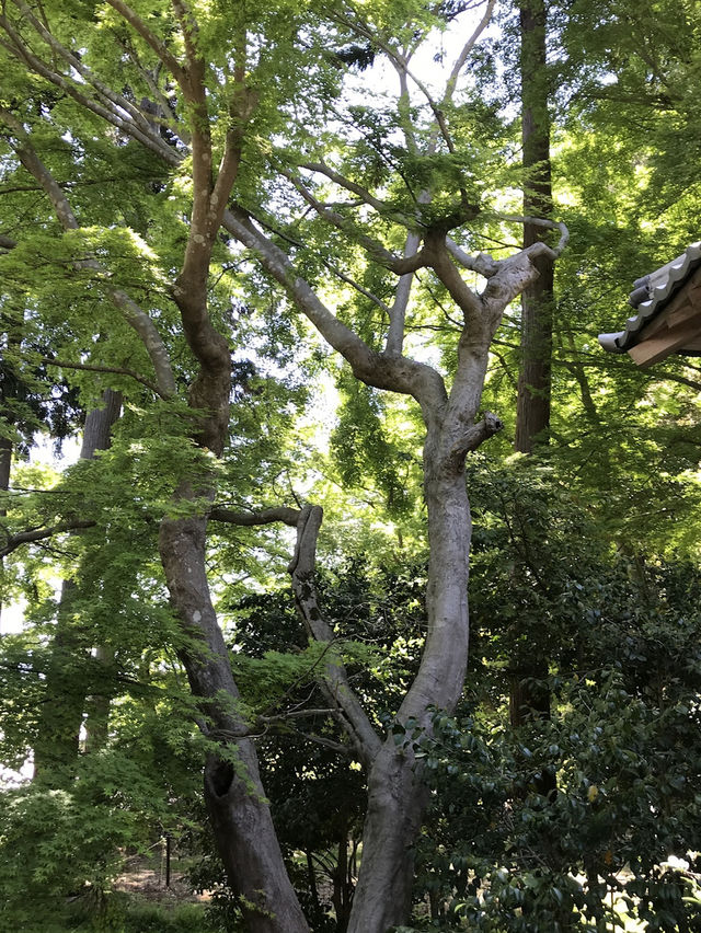【青岸寺の苔の庭で深呼吸をしませんか。滋賀県　米原市 】