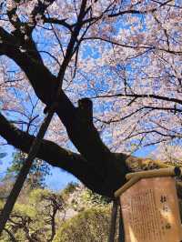 Full Bloom! Sakura at Shimizu Park🌸