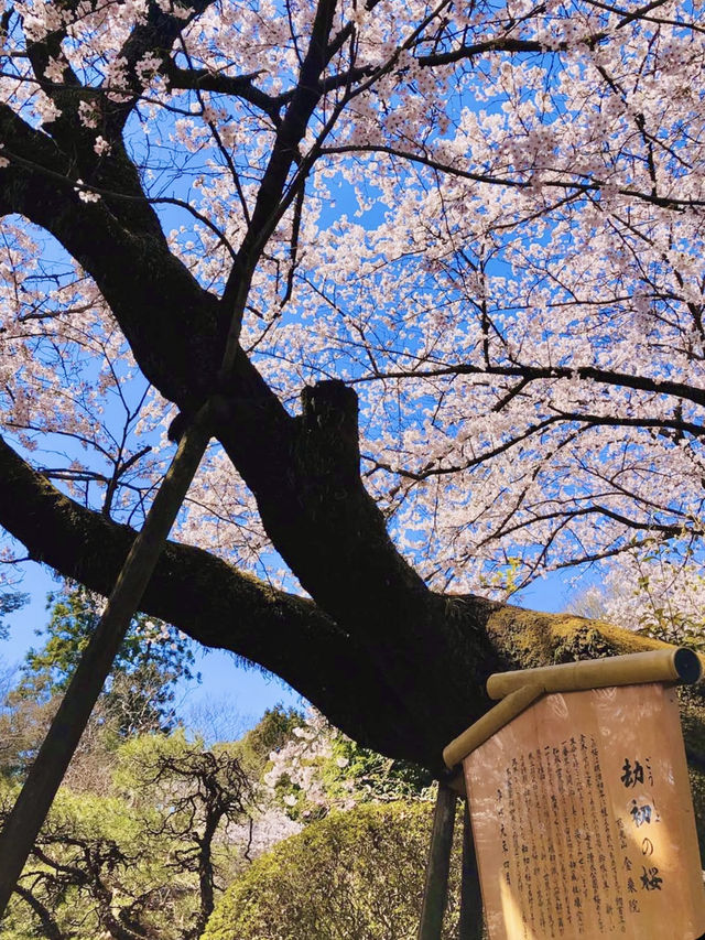 Full Bloom! Sakura at Shimizu Park🌸