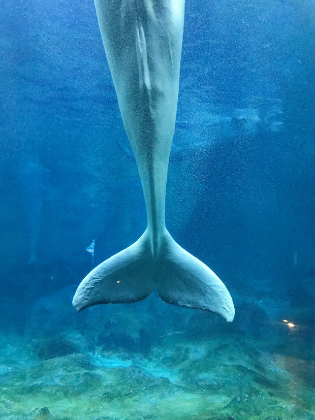 珠海景點｜長隆海洋王國 🪼🐬💦