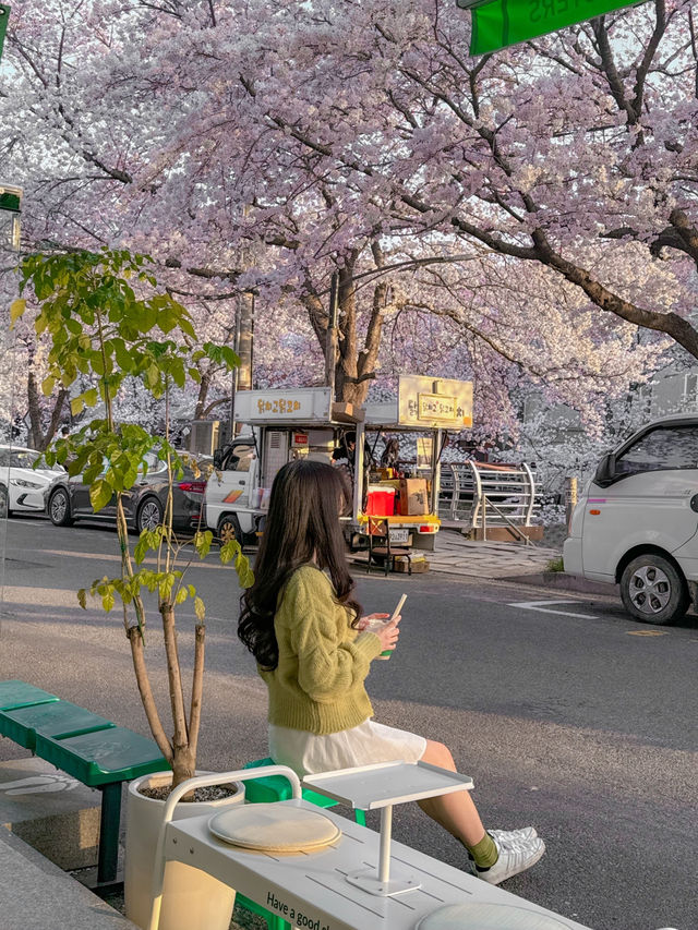 벚꽃이 한가득 보이는 벚꽃길 바로 옆 카페, 샷로스터스