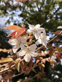 Spring Outing to Iwayaji Temple – A Hidden Kyoto Sanctuary