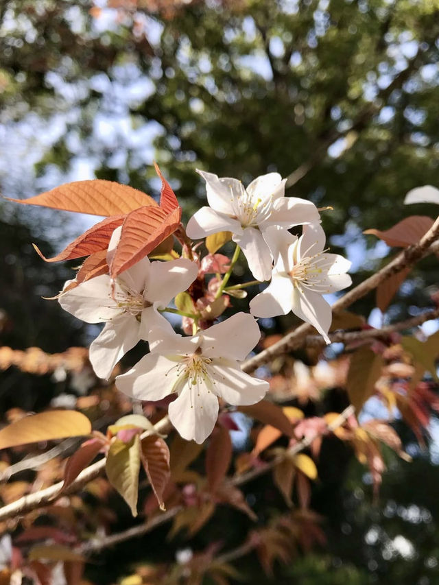 Spring Outing to Iwayaji Temple – A Hidden Kyoto Sanctuary
