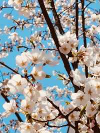 A Sweet Spring Escape: Cherry Blossoms and Cafe Delights in Gwanggyo 