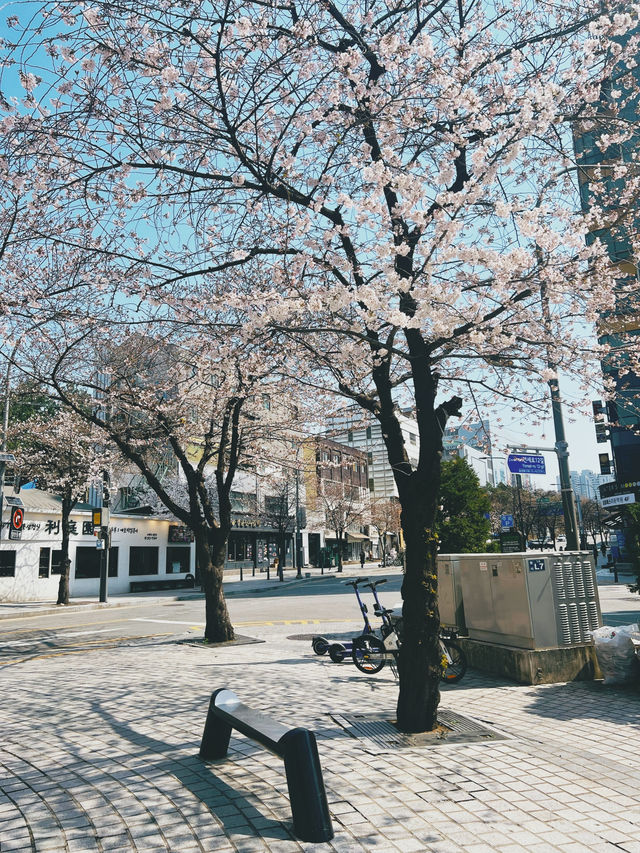 April Blooming in Seoul and in Soul🌸🌸