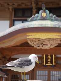 【青森×蕪島神社】ウミネコ3万から4万羽 空から運が降ってくる神社