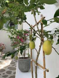 Tropical Minimalism at Its Finest – Hua Hin’s Hidden Gem