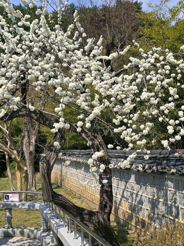 🌷강원도 강릉 여행지 명소 강릉 오죽헌 