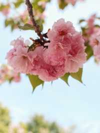 Chaoyang Park Cherry Blossoms-Downtown Beijing’s Urban Sakura Escape
