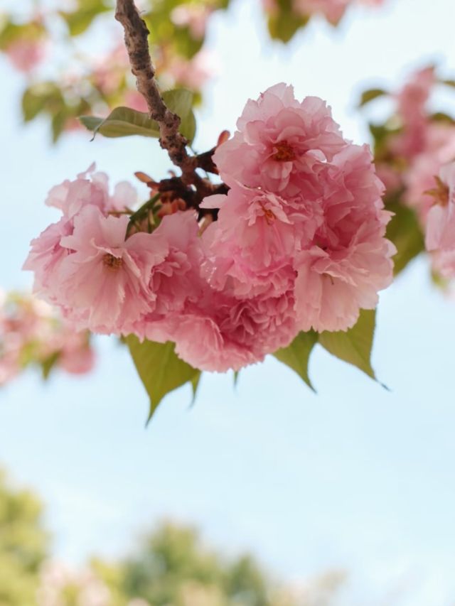 Chaoyang Park Cherry Blossoms-Downtown Beijing’s Urban Sakura Escape
