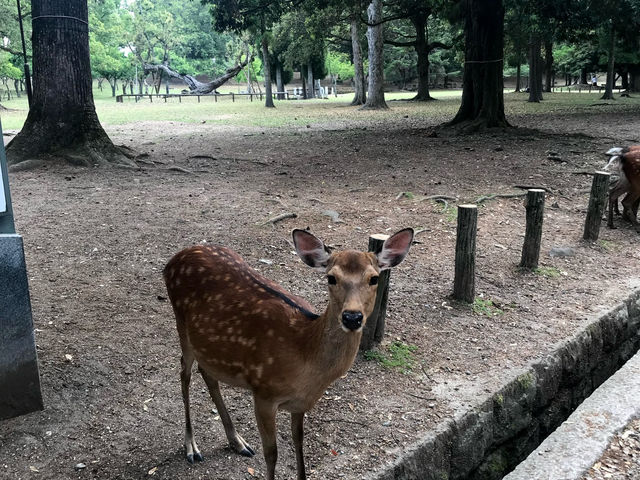 東大寺大仏殿と鹿公園（奈良県奈良市）