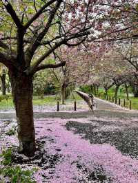 “Petals & Pathways: Springtime at Hokkaido University”