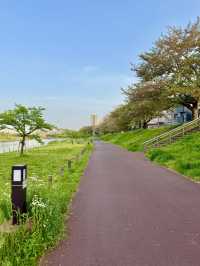 Spring Stroll at Sumida Kuritsu Kyunakagawamizube Park