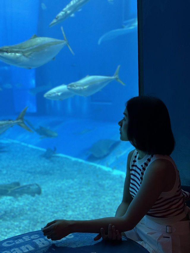 Okinawa Churaumi Aquarium 