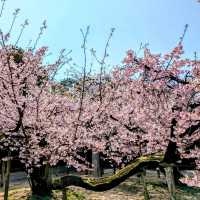 Miyajidake Shrine Cherry Blossoms– Fukuoka’s Sunset Sakura Spectacle